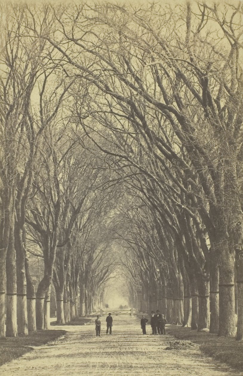 Névtelen fák sugárútja, 1840-1900. alkotó: Unbekannt