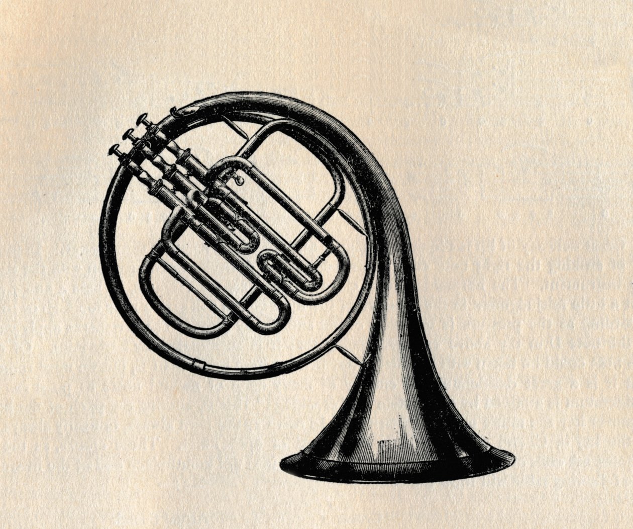 Szelepkürt, 1895. alkotó: Unbekannt