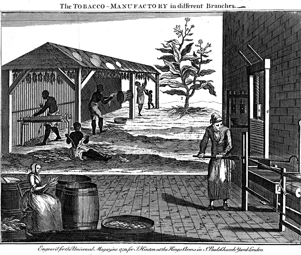 A dohánygyártás különböző szakaszai, Virginia, USA, 1750 alkotó: Unbekannt