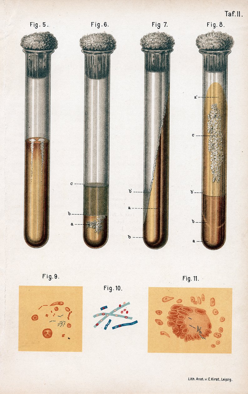 Különféle baktériumok, 1889 alkotó: Unbekannt