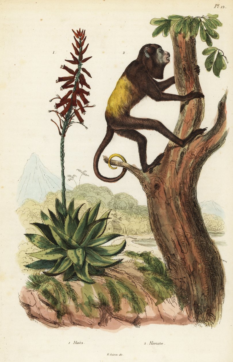 Venezuelai vörös üvöltő, Alouatta seniculus 2 és Aloe vera alkotó: Unbekannt
