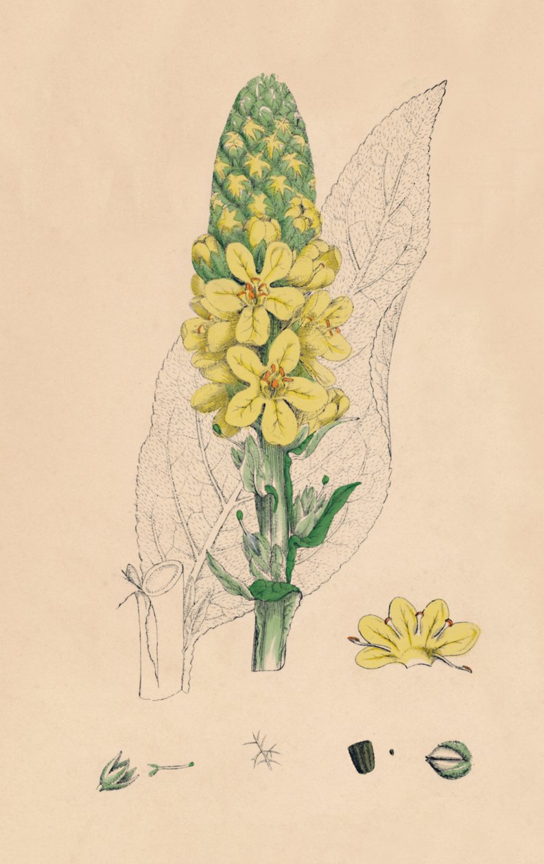 Verbascum Thapsus. Nagy Mullein, 19. század alkotó: Unbekannt