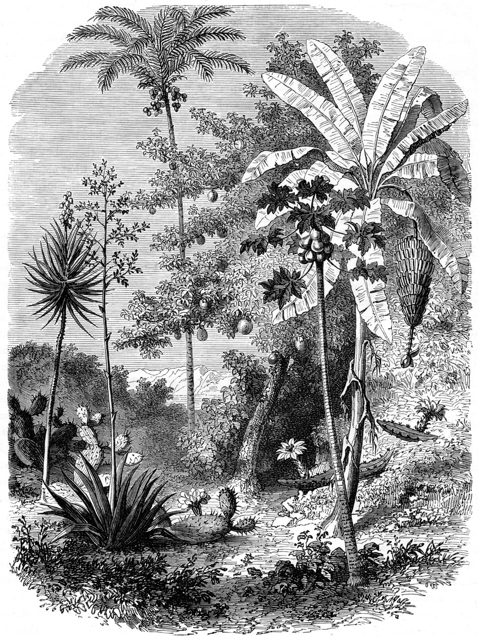 Kilátás a Spanyol-majdról, Guatemala, 1877 alkotó: Unbekannt