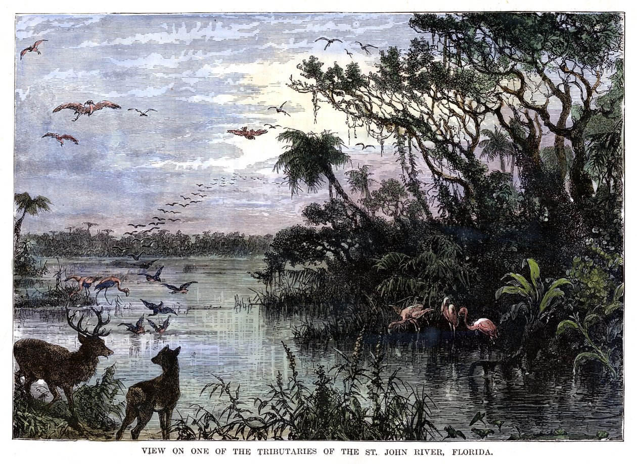 Kilátás a St John River egyik mellékfolyójára, Florida, 19. század alkotó: Unbekannt