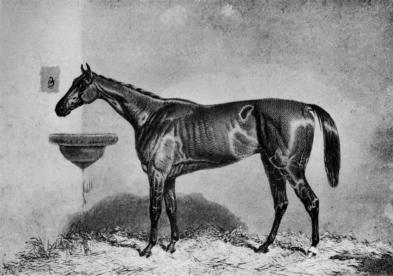 Virago, 1851-1869, 1911 alkotó: Unbekannt