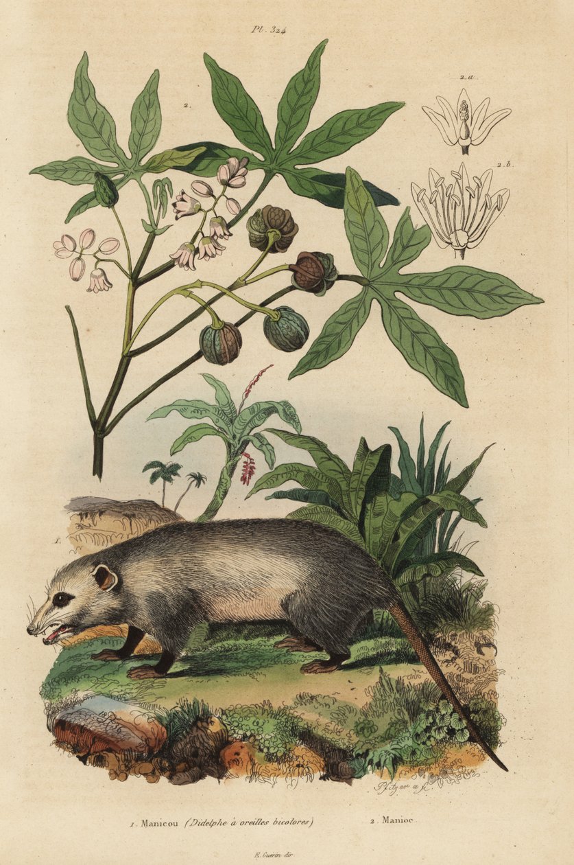 Virginia opossum, Didelphis virginiana 1 és manióka vagy yuca, Manihot esculenta alkotó: Unbekannt