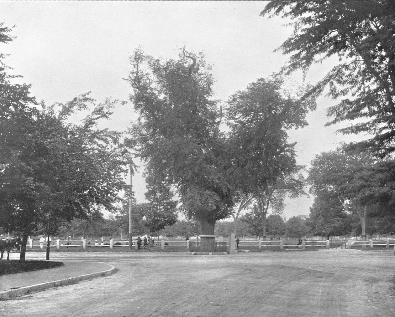 Washington Elm, Cambridge, Massachusetts, USA, 1900. alkotó: Unbekannt