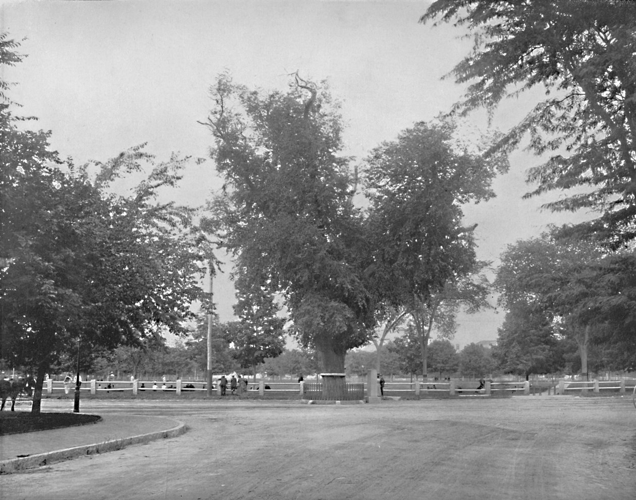 Washington Elm, Cambridge, Massachusetts, 1897. alkotó: Unbekannt