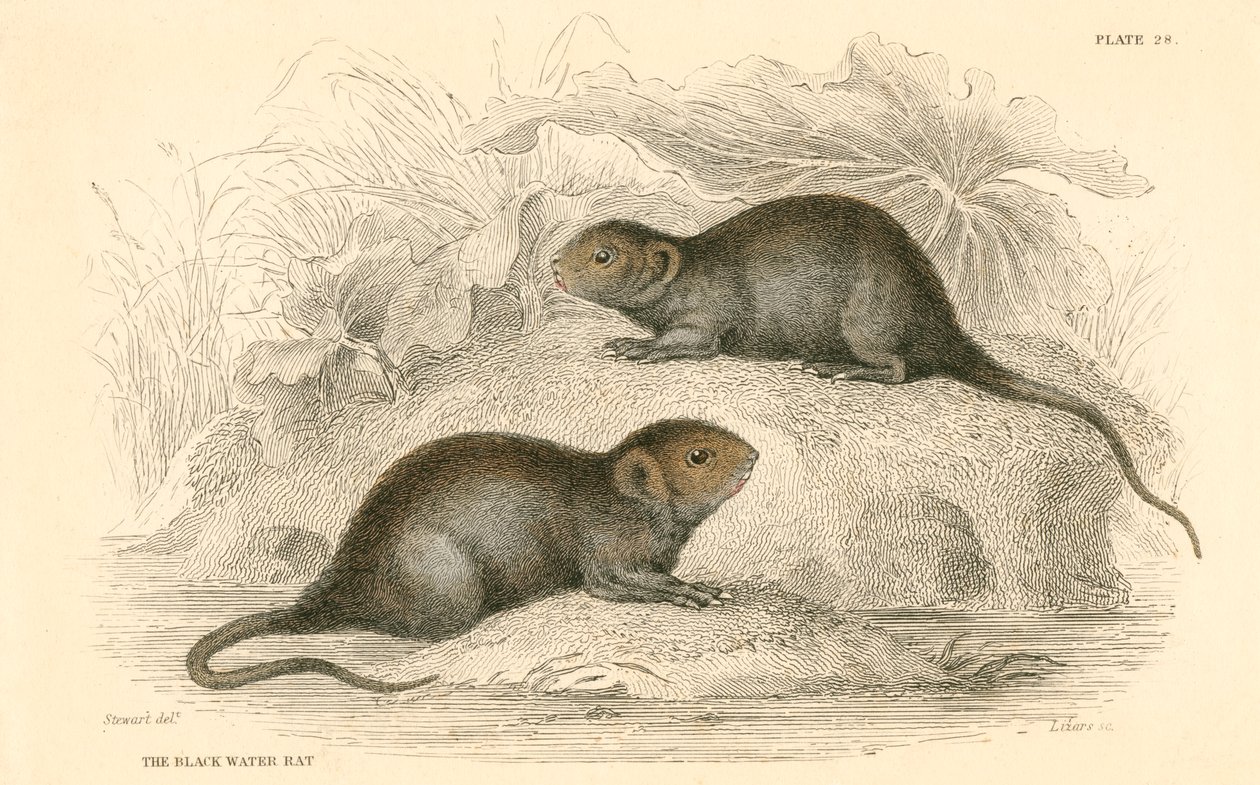 Vízipocka Arvicola terrestris, más néven fekete vízipatkány, 1828 alkotó: Unbekannt