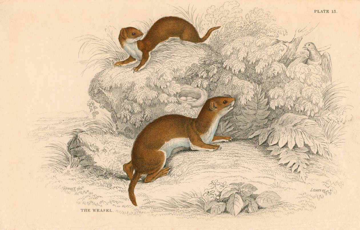 Menyét Putorius nivalisMustela vulgaris, a legkisebb európai húsevő, 1828 alkotó: Unbekannt