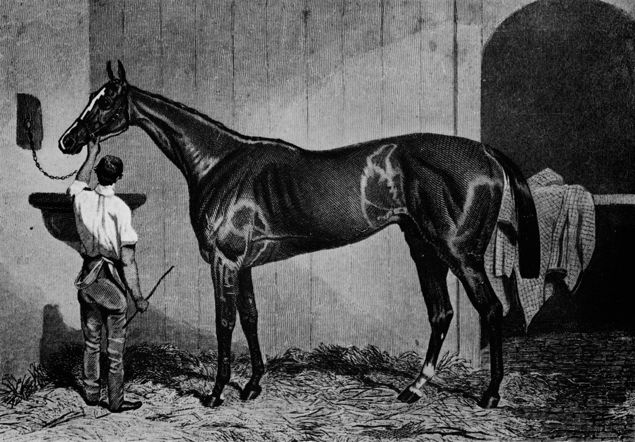 nyugat-ausztrál, 1850-1870, 1911 alkotó: Unbekannt