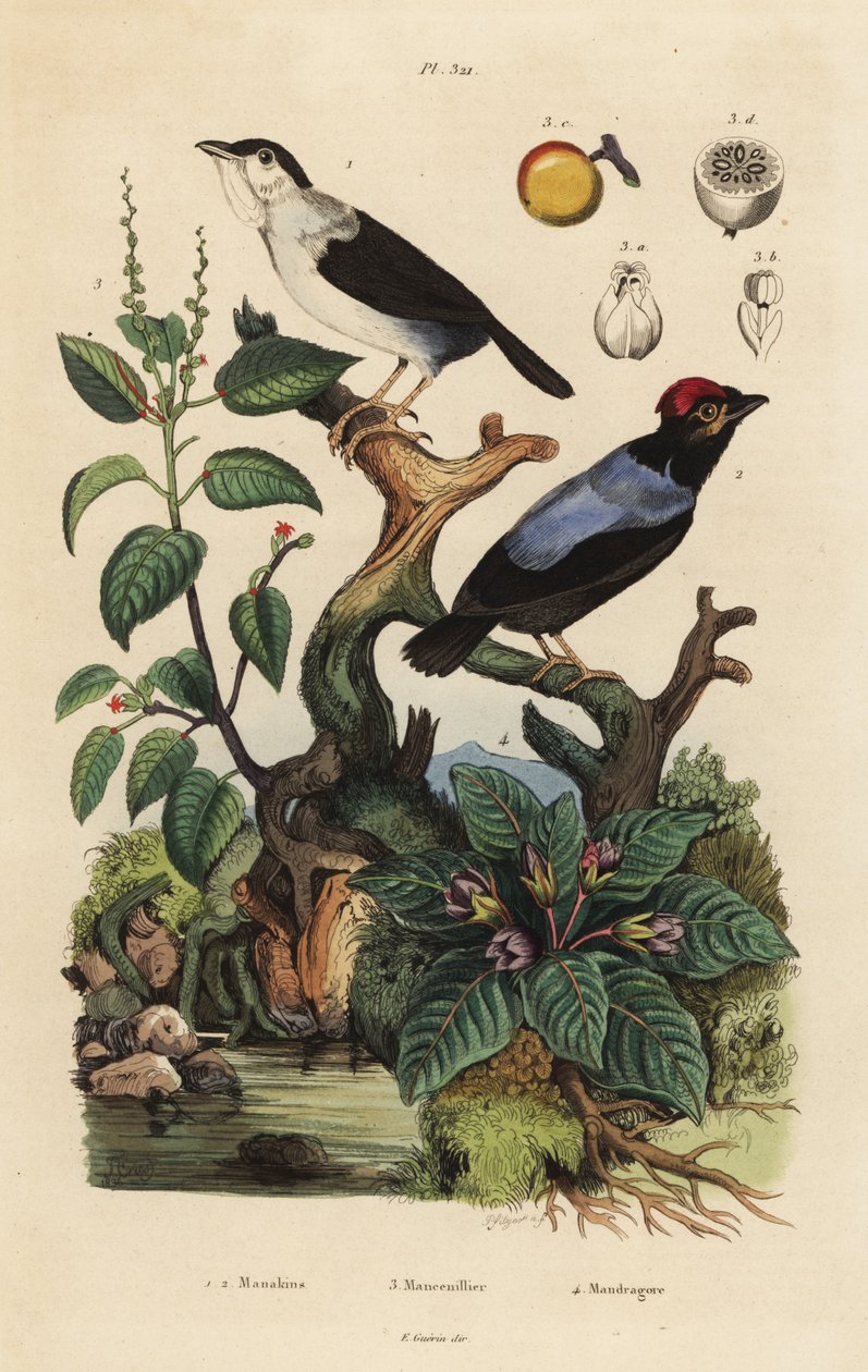 Fehér fodros manakin, Corapipo altera, kékhátú manakin, Chiroxiphia pareola, manchineel fa, Hippomane mancinella és mandragóra, Mandragora officinarum alkotó: Unbekannt
