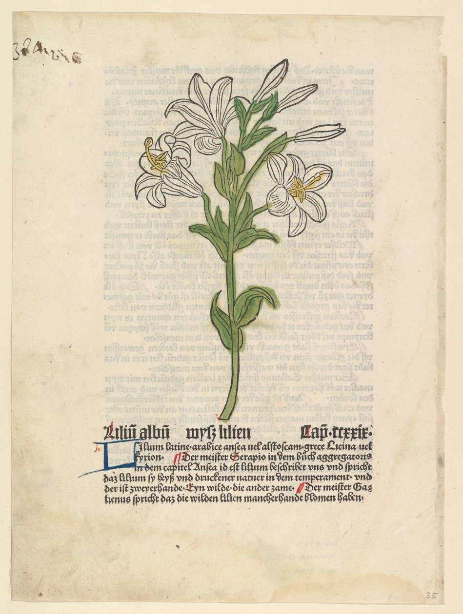 Fehér liliom, illusztráció: Gart der Gesundheit Sch.4332, 1485. március 28. alkotó: Unbekannt