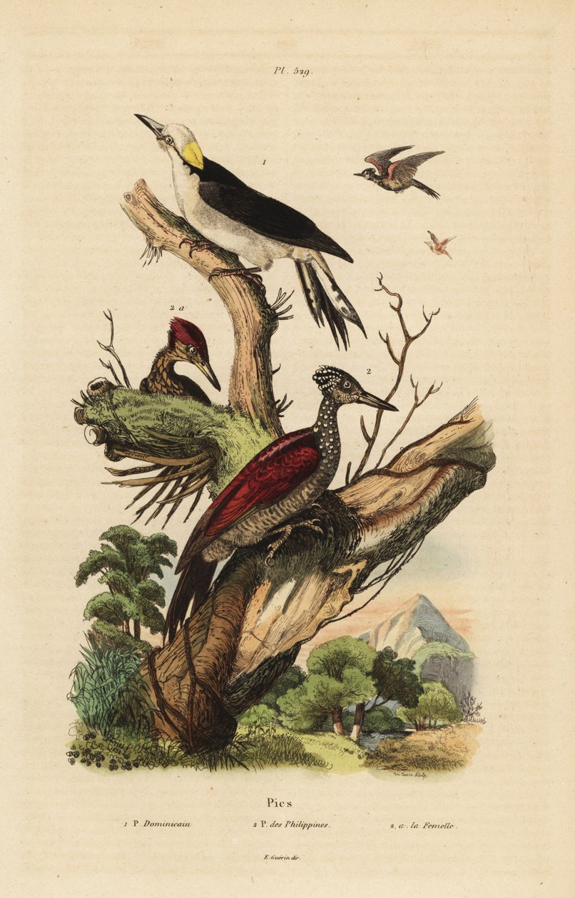 Fehér harkály, Melanerpes candidus, Fülöp törpe harkály, Yungipicus maculatus, hím és nőstény alkotó: Unbekannt