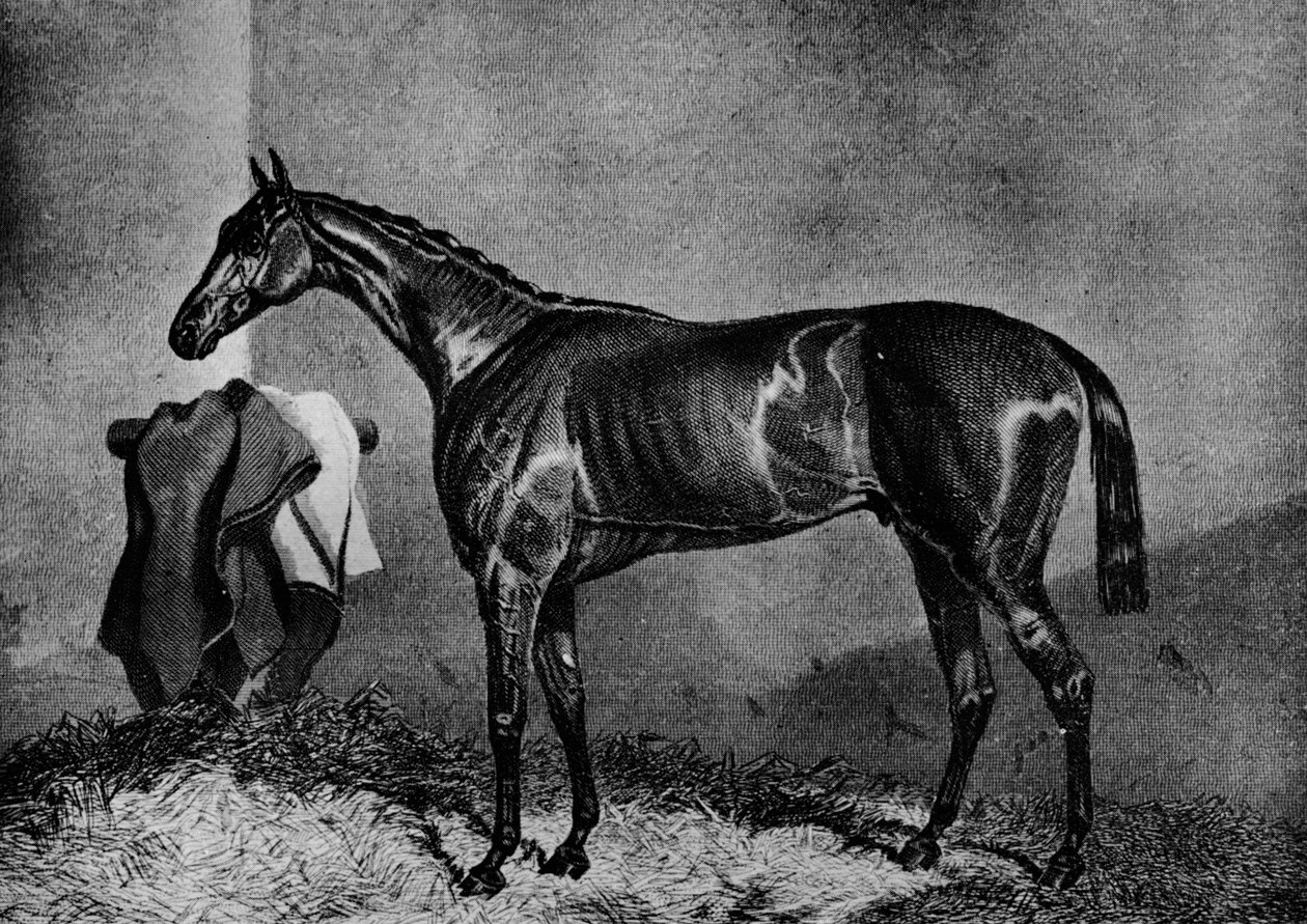 Vad Dayrell, 1852-1870, 1911 alkotó: Unbekannt