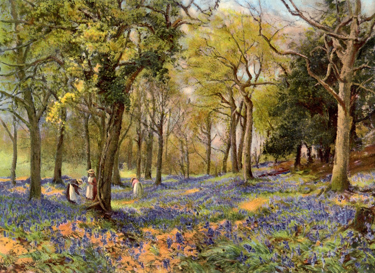 Vad jácintok egy Surrey Copse-ban, 1906 alkotó: Unbekannt