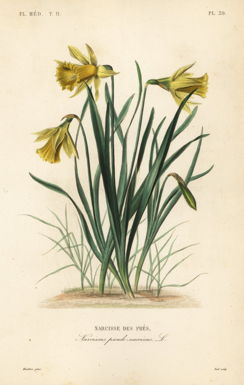 Vad nárcisz vagy nagyböjt liliom, Narcissus pseudonarcissus, Narcissus pseudo-narcissus, Narcissus des pres alkotó: Unbekannt