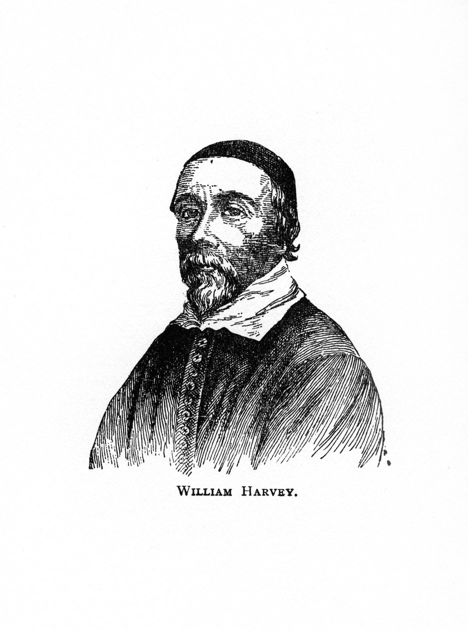 William Harvey, 17. századi angol orvos, XX alkotó: Unbekannt