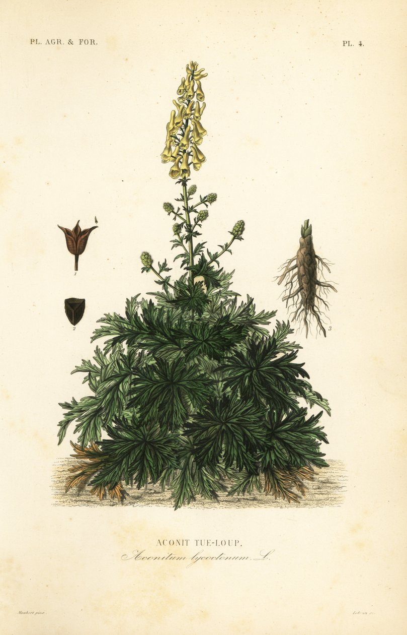 Farkastorta vagy farkastorta, Aconitum lycoctonum, Aconit tue-loup alkotó: Unbekannt