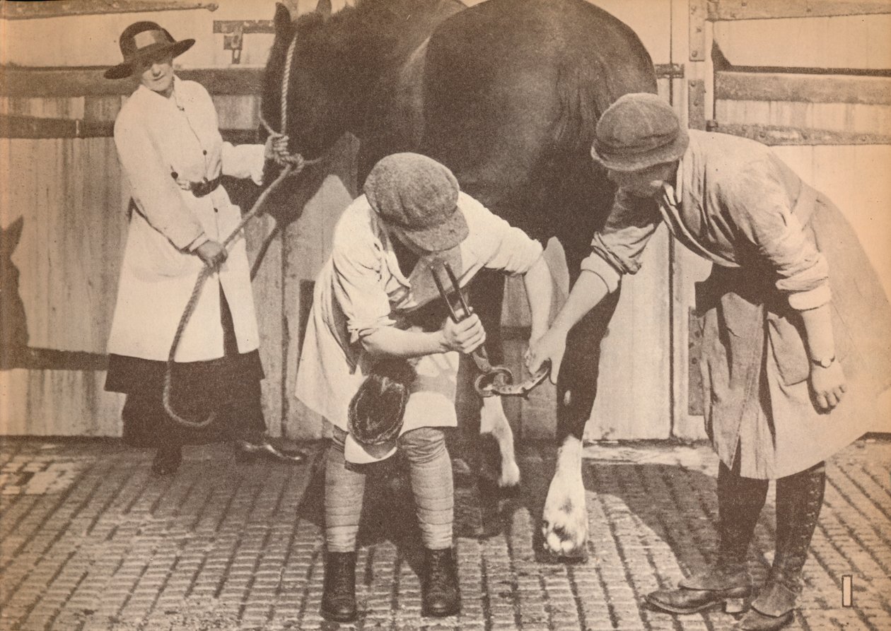 Nők patkolókovácsként egy nagy fuvarozási kontaktorcég lókórházában, c1916, 1935 alkotó: Unbekannt