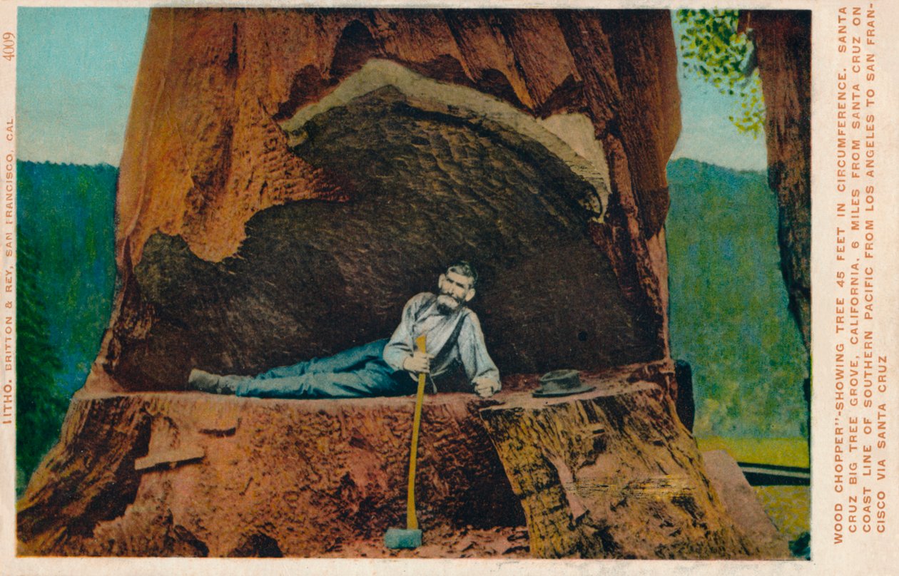 Favágó fa 46 láb kerületében. Santa Cruz Big Tree Grove, Kalifornia, 1909 alkotó: Unbekannt
