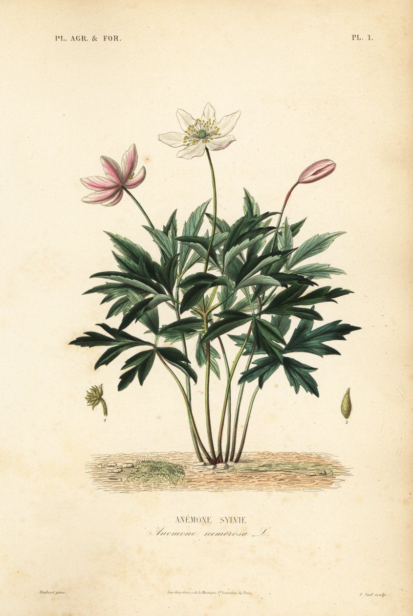 Erdei kökörcsin vagy szélvirág, Anemone nemorosa, Anemone sylvie alkotó: Unbekannt