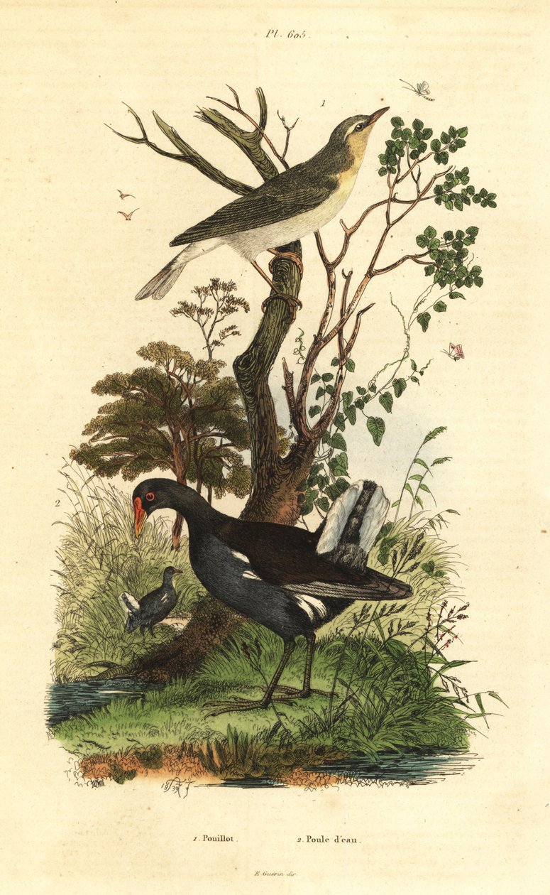 erdei poszáta, Phylloscopus sibilatrix és lápréce, Gallinula chloropus alkotó: Unbekannt