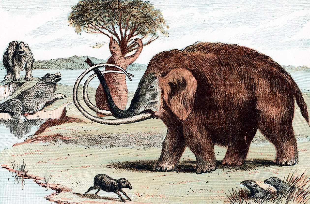 Gyapjas mamut Mammuthus, 1892 alkotó: Unbekannt
