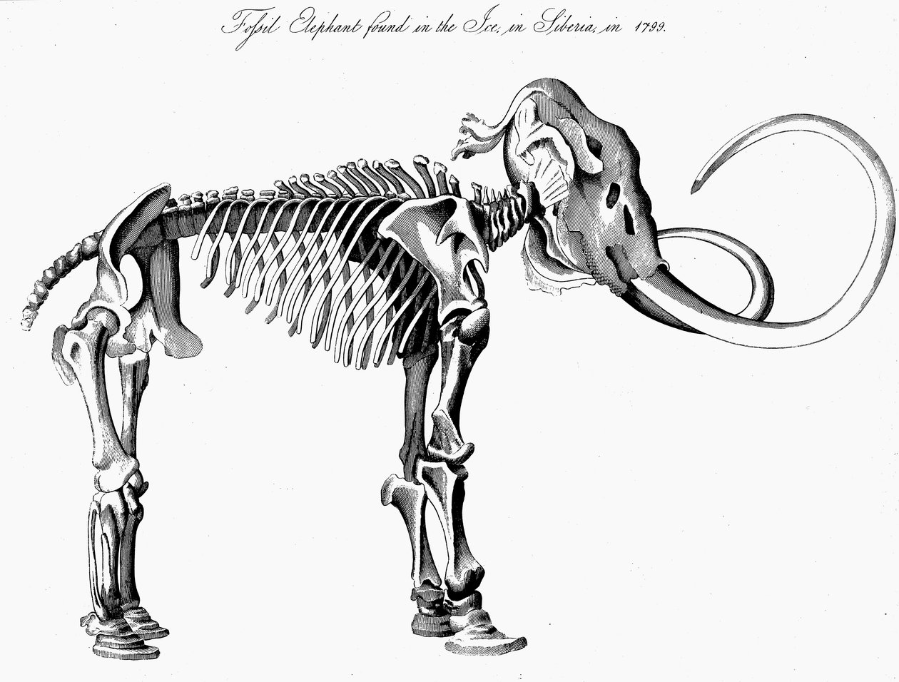 Gyapjas mamut Mammuthus csontváza, 1830 alkotó: Unbekannt