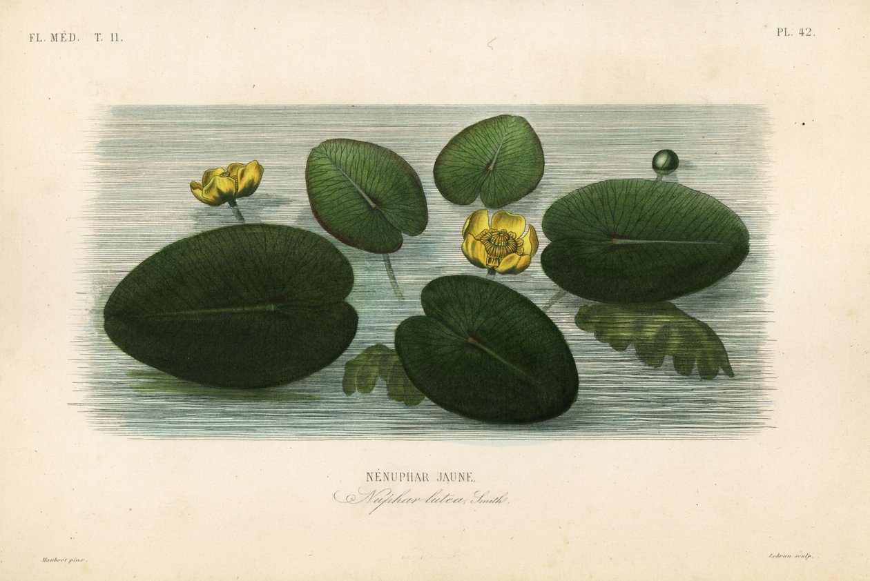 Sárga tavirózsa, Nuphar lutea, Nenuphar lutea, Nenuphar jaune alkotó: Unbekannt