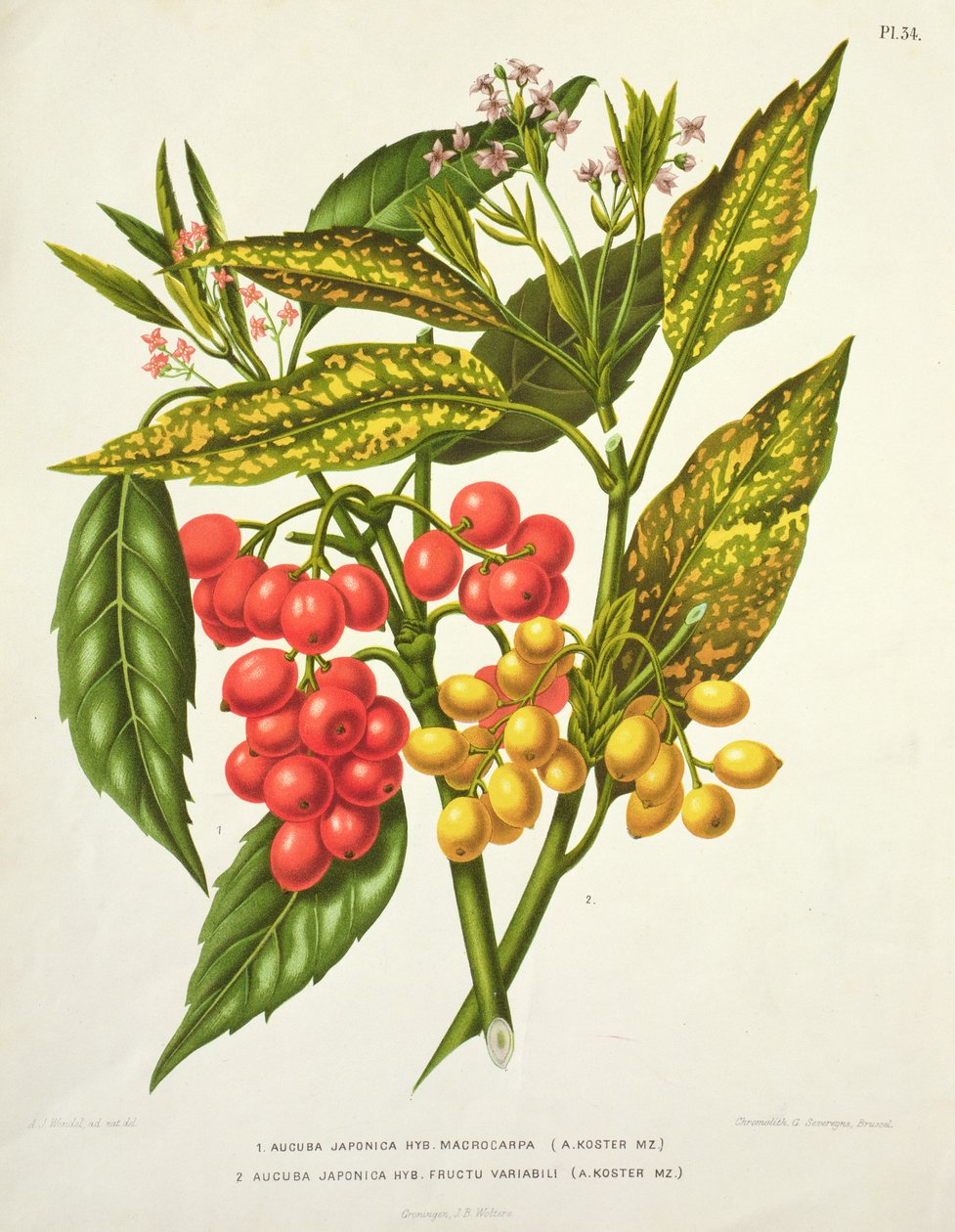 Aucuba japonica hibrid macrocarpa és Fructu variabili, A. Koster (19. század) (nyomtatás) alkotó: Unbekannt Unbekannt