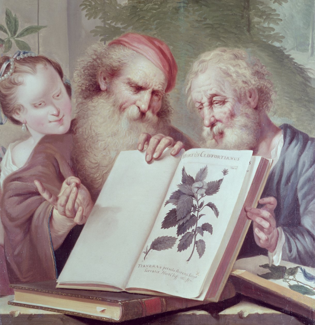 Illusztráció Hortus Cliffortianustól, Carl Linnaeus (1707-78) Amszterdam 1737-38 között alkotó: Unbekannt Unbekannt