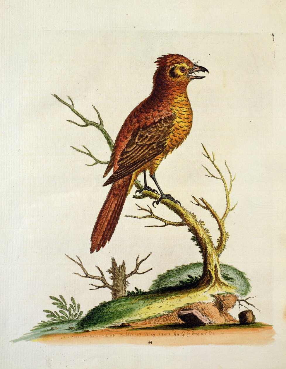 Indiai nagy tarajos bullcher Bird, kocsma. 1742. május, G.E. Inard alkotó: Unbekannt Unbekannt