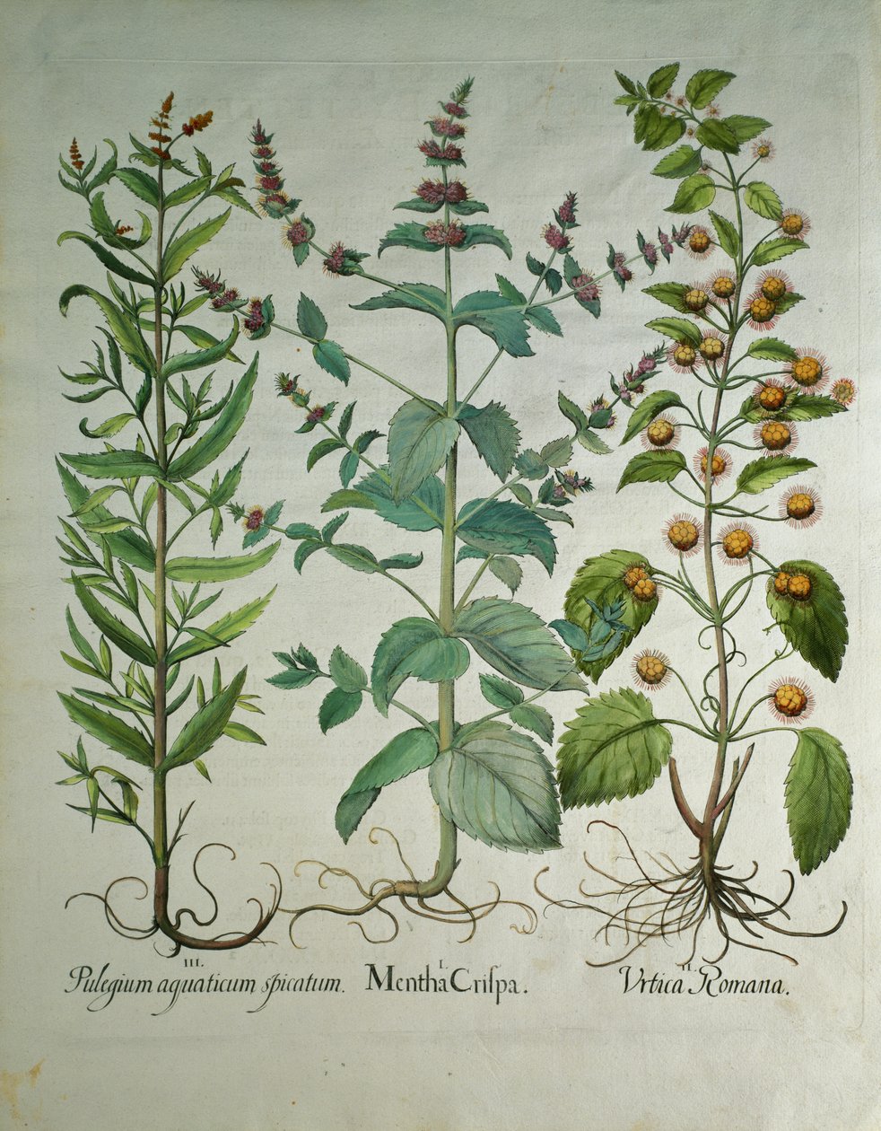 Menta: Mentha crispa alkotó: Unbekannt Unbekannt