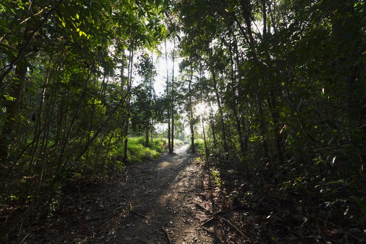 Út a dzsungelben a Camp Leaky mellett, Tanjung Puting Nemzeti Park, Közép-Kalimantan, Borneo, Indonézia alkotó: Unbekannt Unbekannt