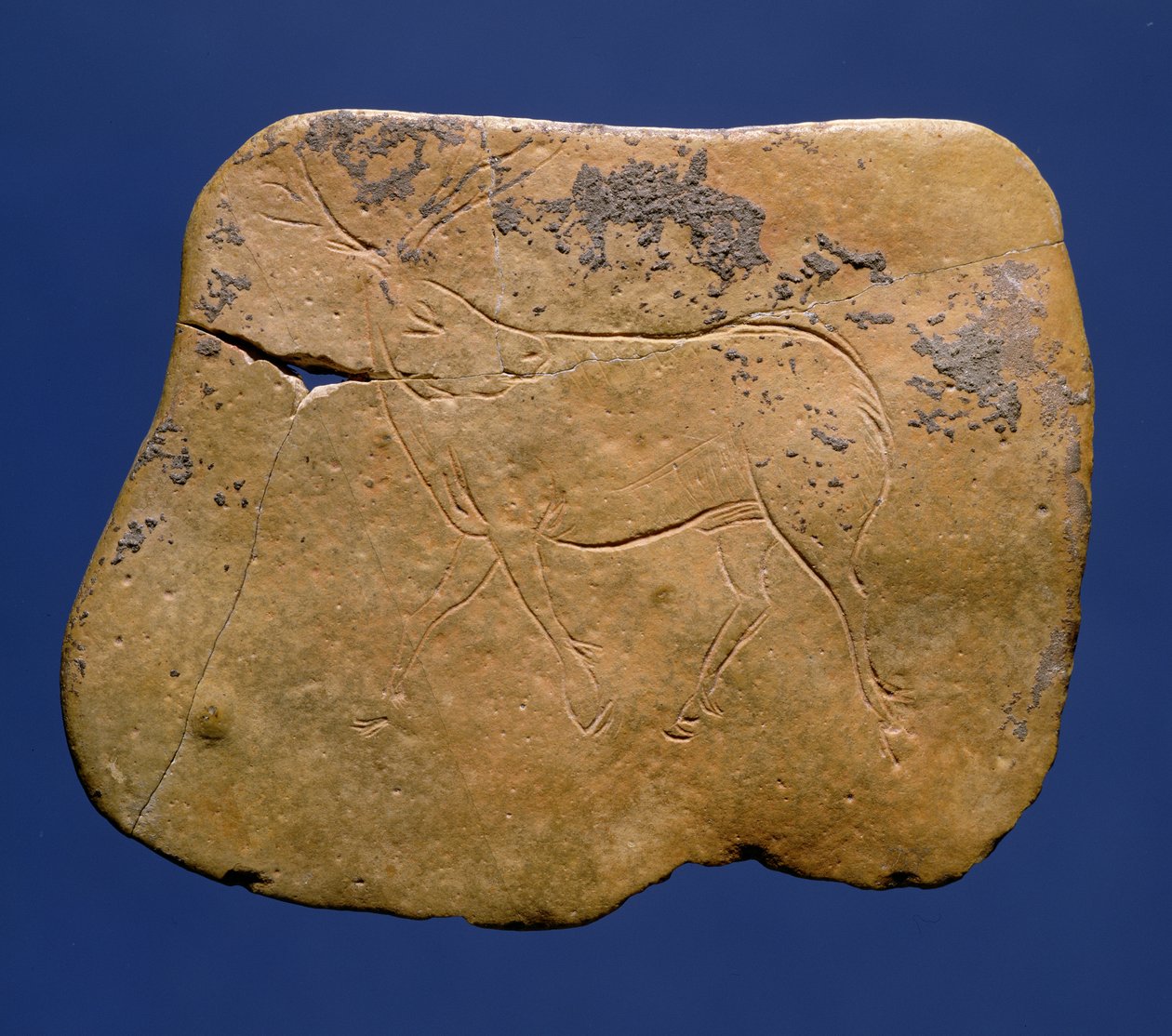 Rénszarvas, bekarcolt rajz mészkőre, paleolitikum, V. Magdalénia, Laugerie Basse-ból, Dordogne, ie 12000 körül alkotó: Unbekannt Unbekannt