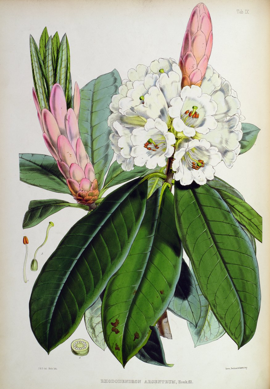 Rhododendron: Argenteum, a 
