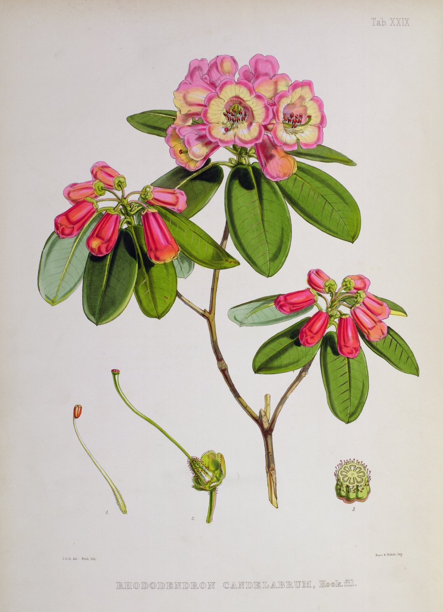 Rhododendron: Candelabrum, a 