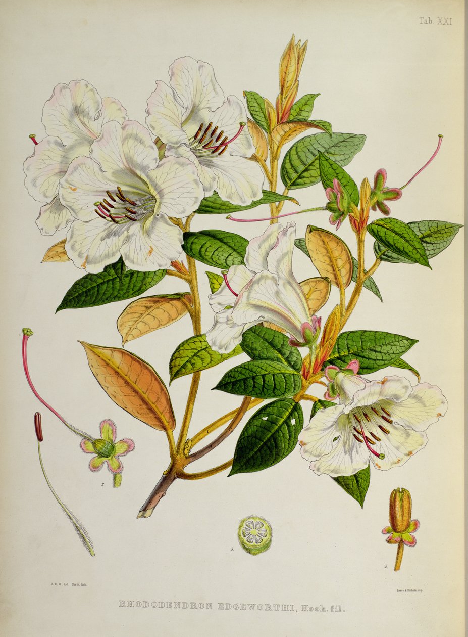 Rhododendron: Edgeworthi a 