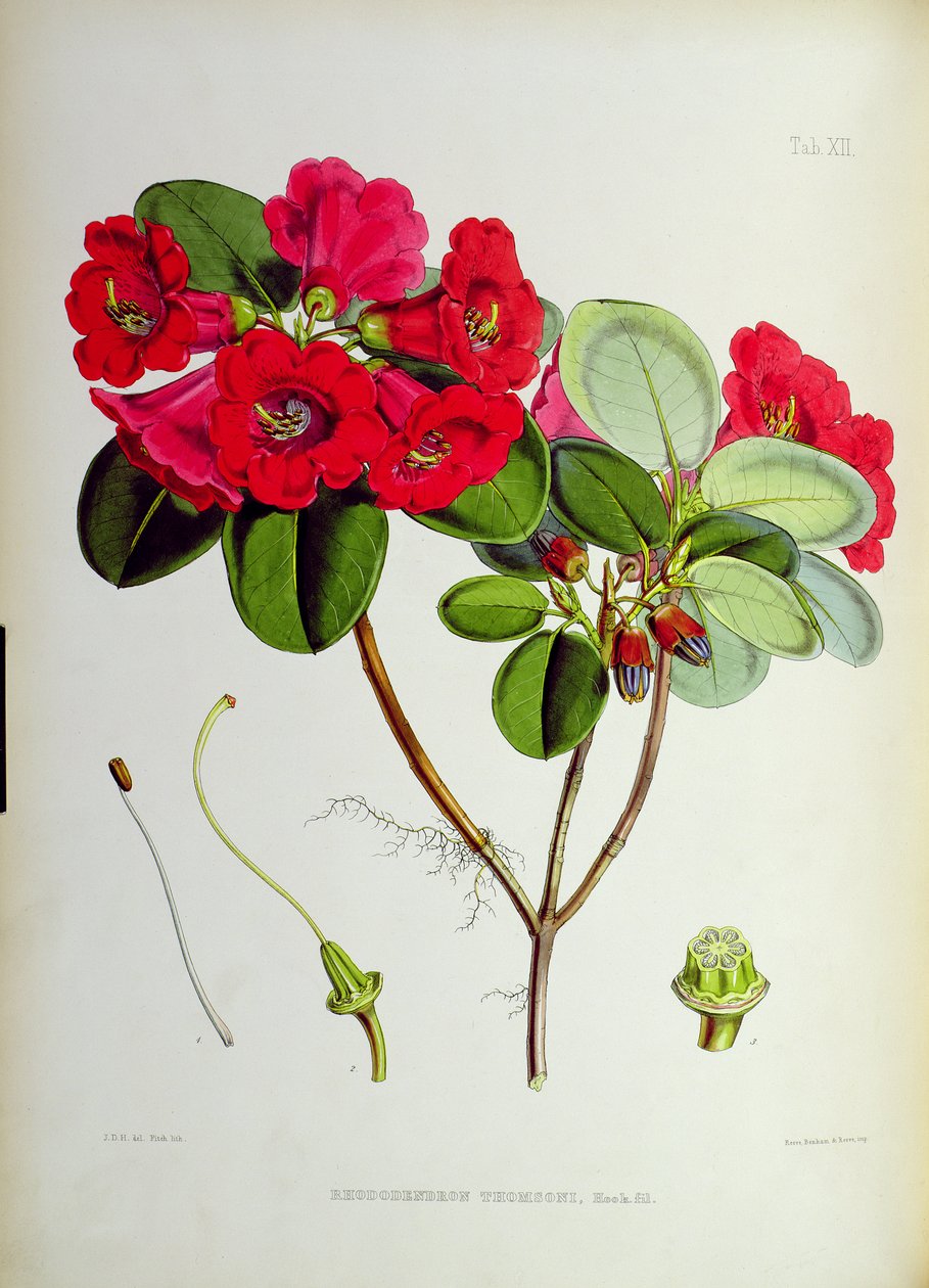 Rhododendron: Thomsoni, a 