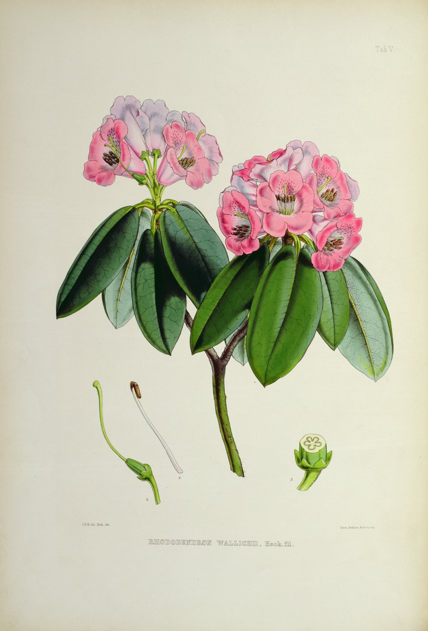 Rhododendron: Wallichii, a 
