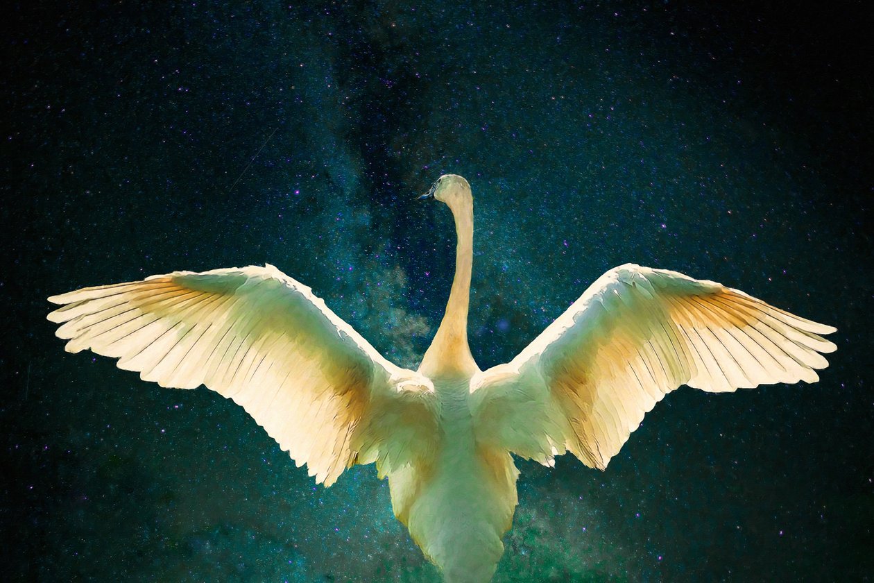 Cygnus, 2017, alkotó: Unbekannt Unbekannt