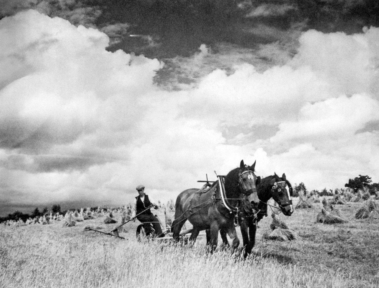 Ír rozsfű betakarítása, 1940 alkotó: Unbekannt Unbekannt