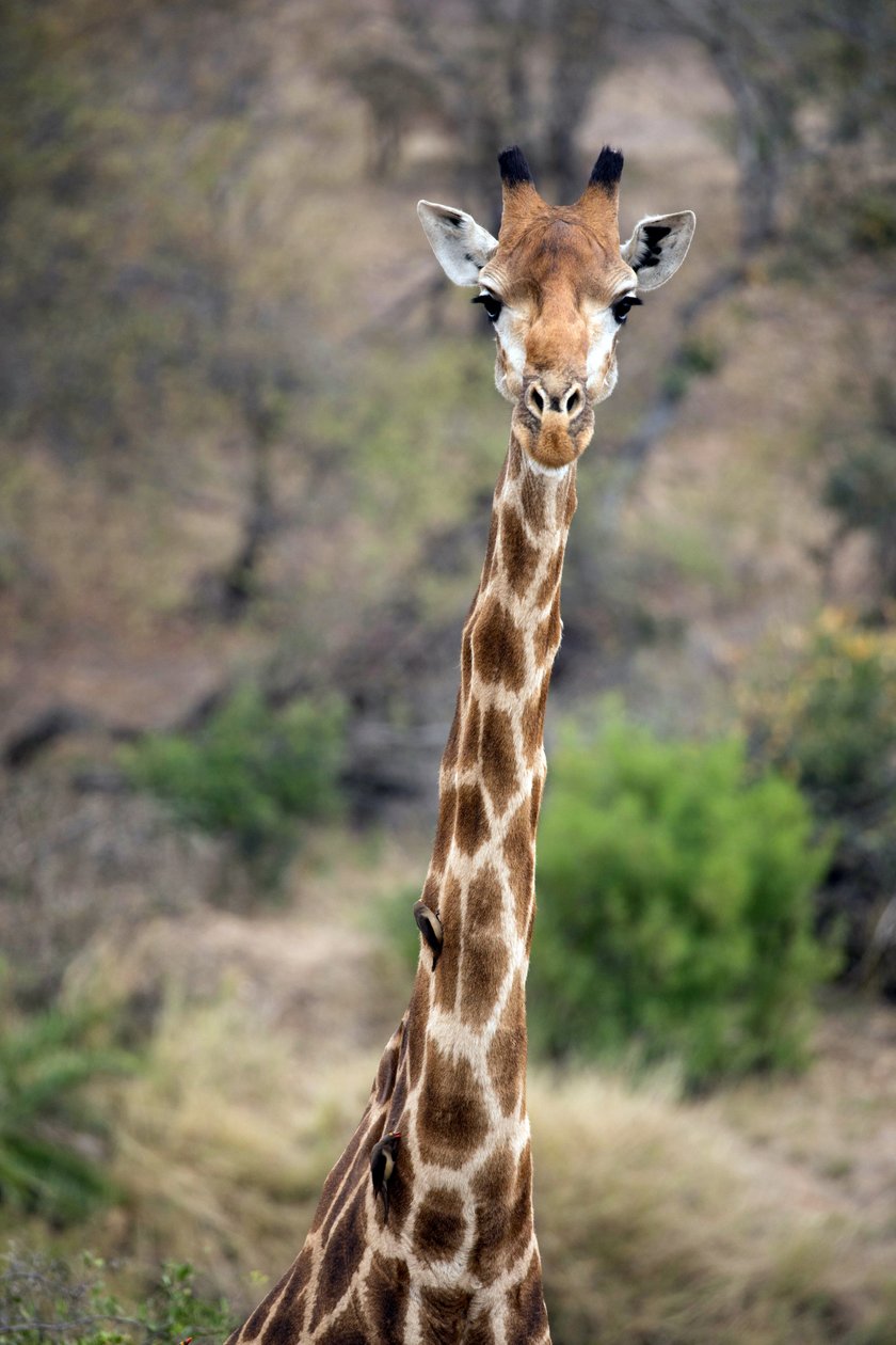 Kruger Nemzeti Park, Zsiráf alkotó: Unbekannt Unbekannt