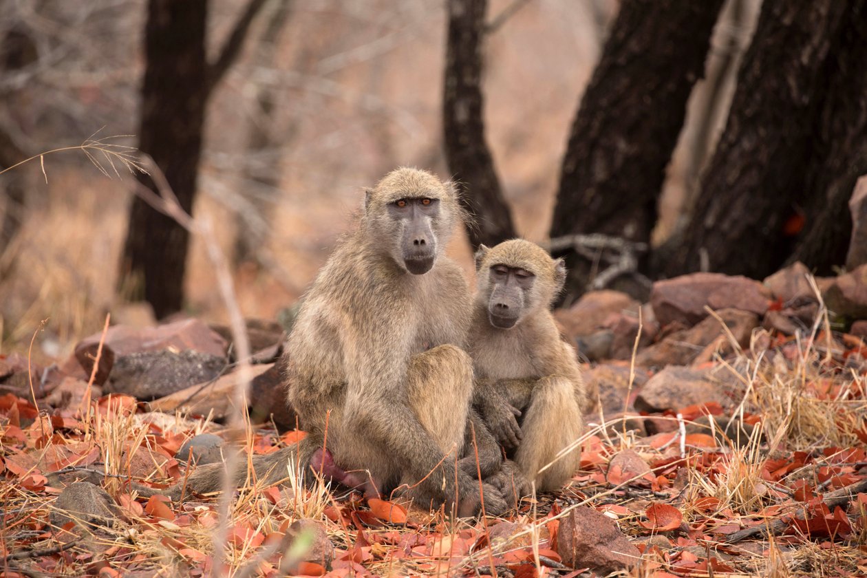Kruger Nemzeti Park, két Vervet majom alkotó: Unbekannt Unbekannt
