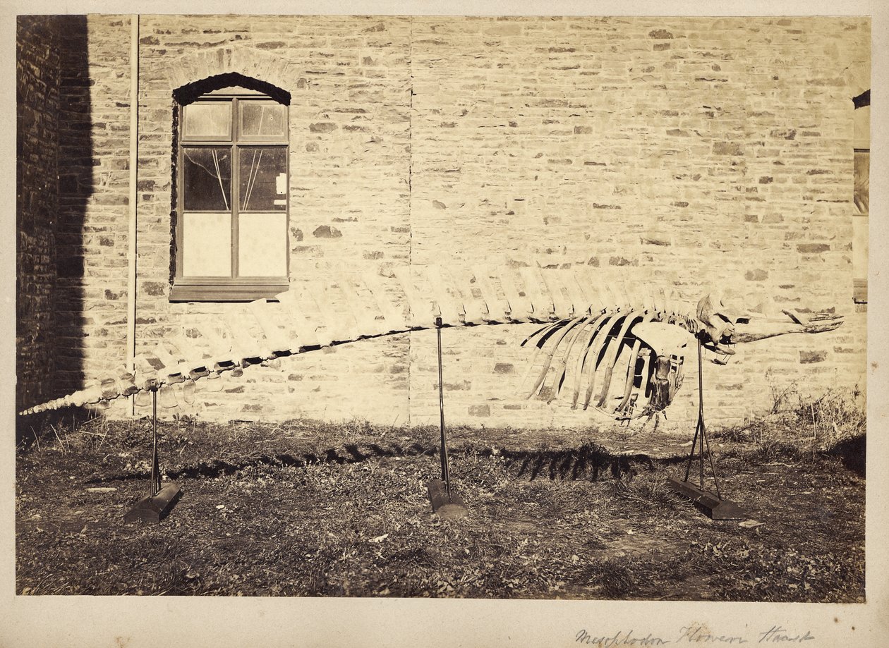 Mesoplodon Floweri Haast, 1870-es évek vége alkotó: Unbekannt Unbekannt