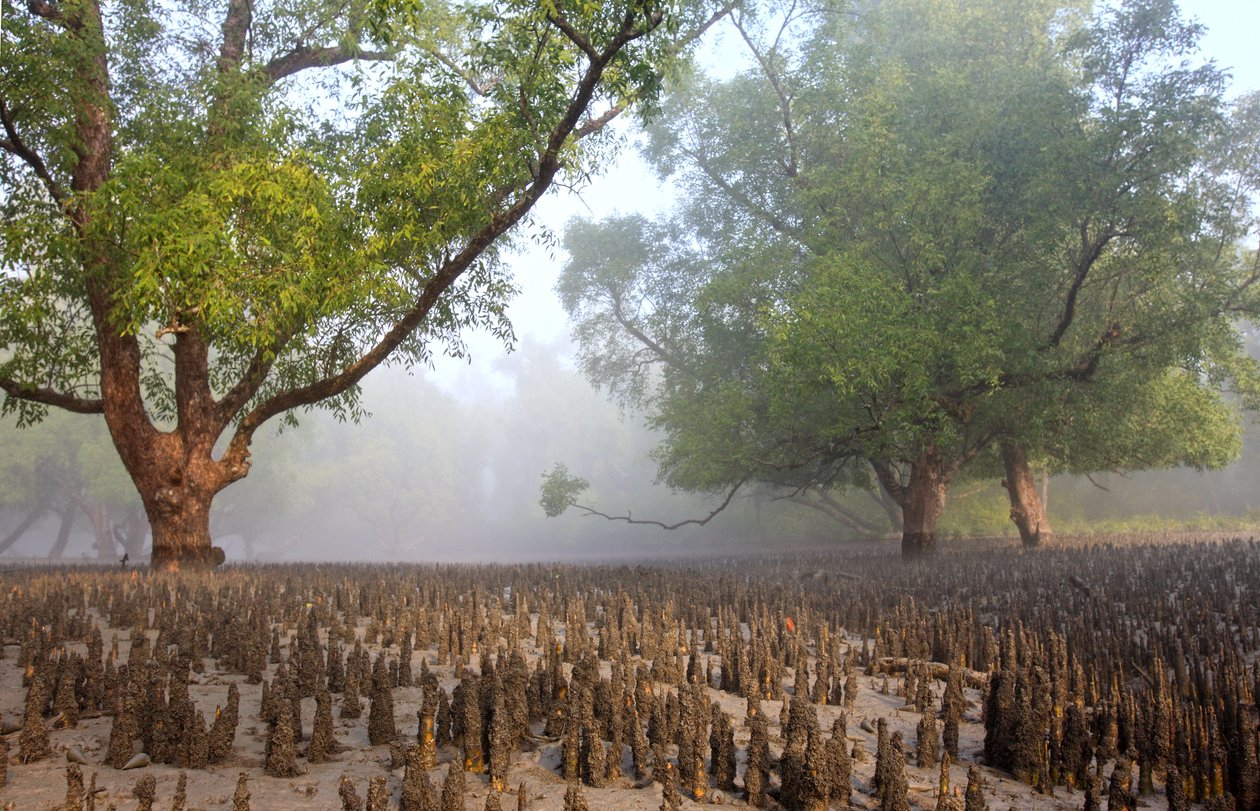 Sundarbans alkotó: Unbekannt Unbekannt