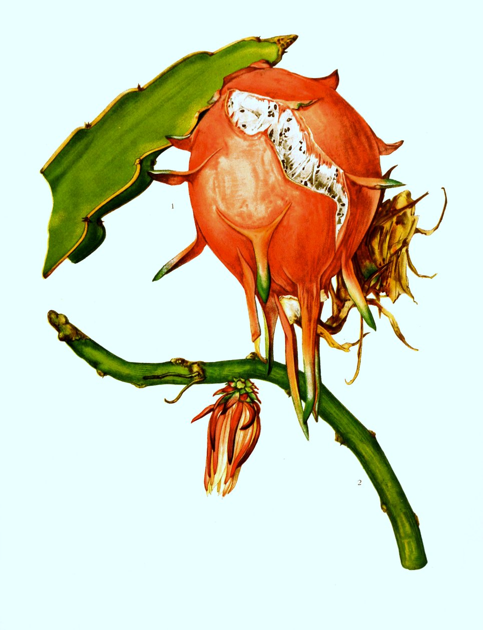 1. 2. Wilmattea minutiflora, kaktusz, kaktusz (Hylocereus undatus) alkotó: Unbekannter Künstler