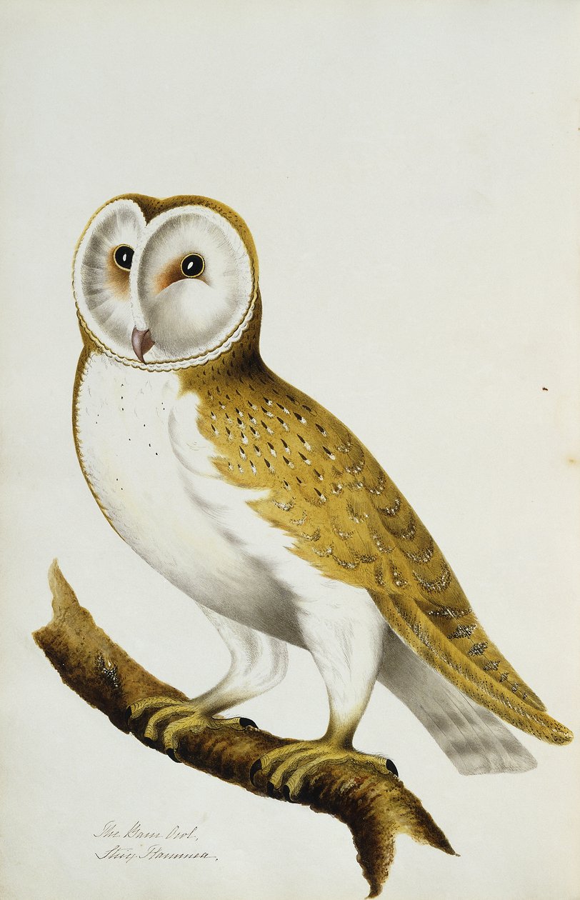 A macskabagoly, a madarak és tojásaik akvarelljei című album része, c. 1800 alkotó: Unbekannt