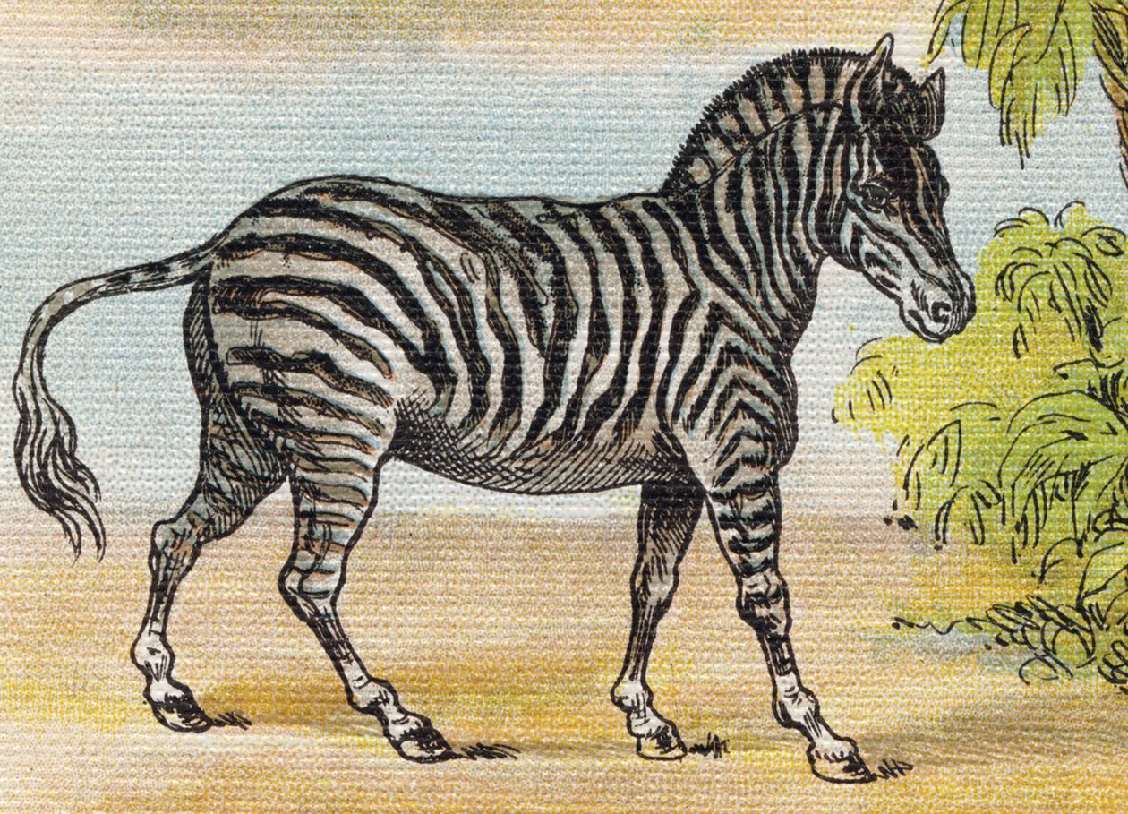 Egy zebra. Metszet "Alphabet de ma petite fille". Bernardin-Bechet és Fils, könyvkereskedő-kiadók, Párizs, 1895 körül. Törhetetlen album vásznon. Bibliotheque des Bebes. 12 oldal. Olvasási módszert és szemléltető abeccedert tartalmazó album. Homályos: alkotó: Unbekannt